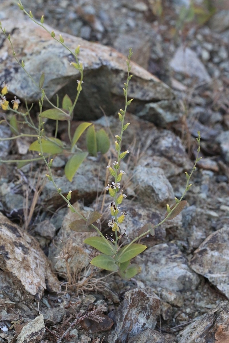 Serpentine Jewelflower photo 6