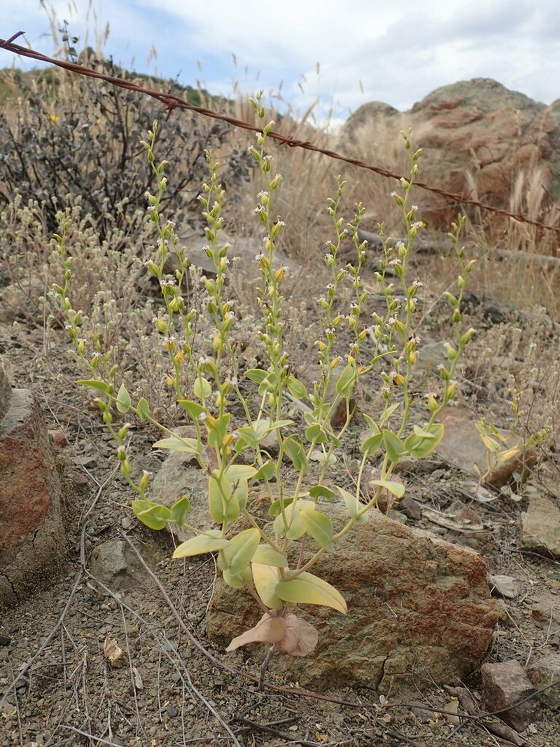 Serpentine Jewelflower photo 8