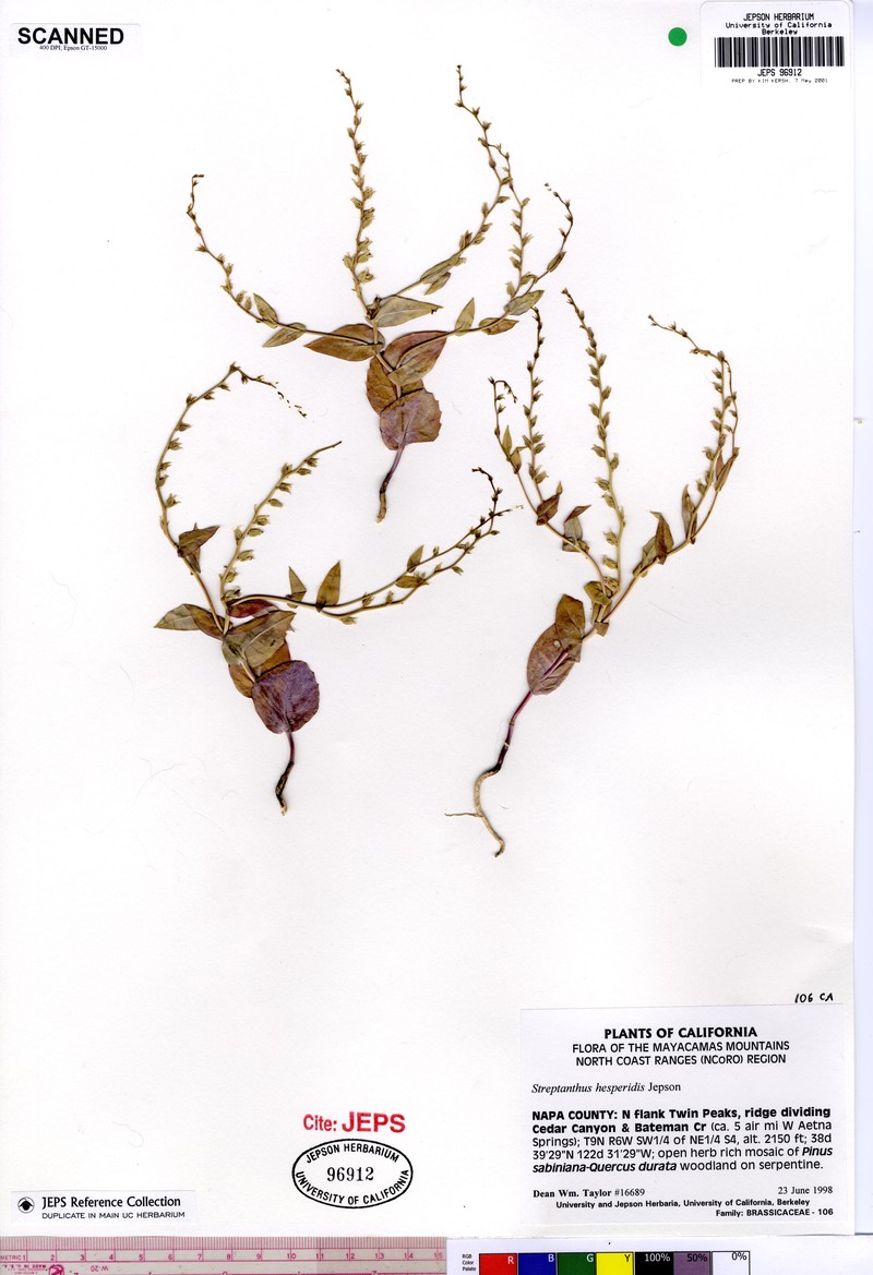 Serpentine Jewelflower photo 2