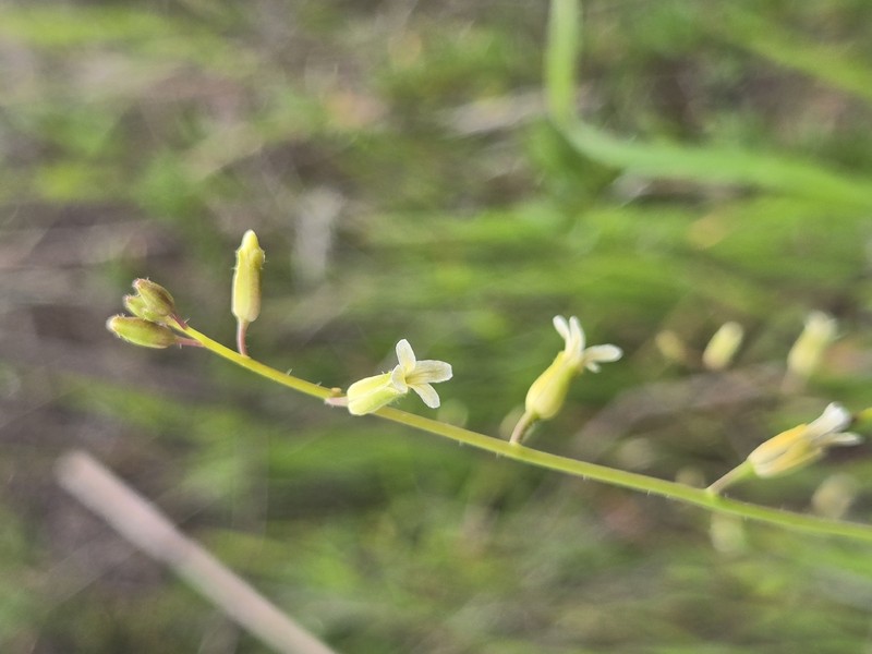 San Diego Wild Cabbage