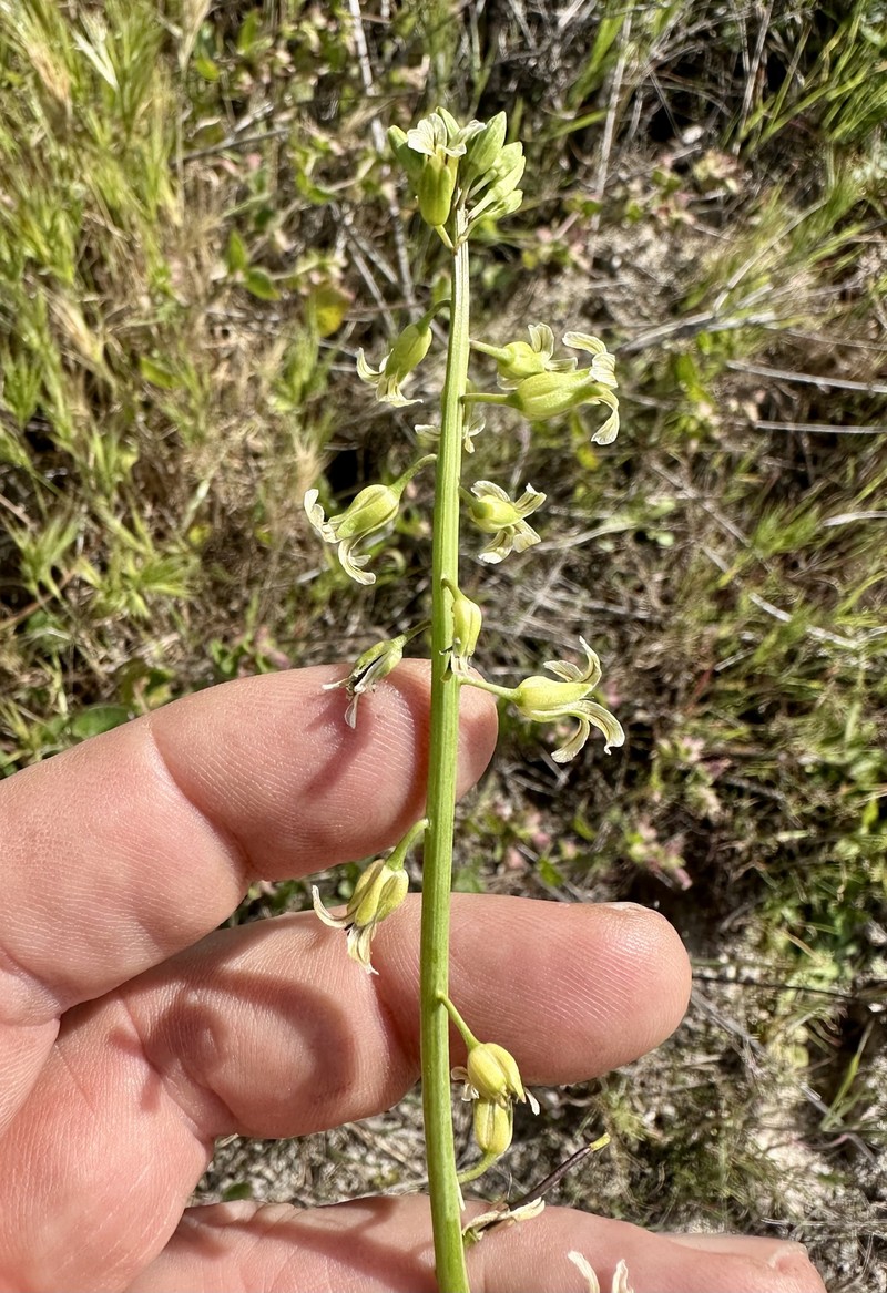 San Diego Wild Cabbage photo 2