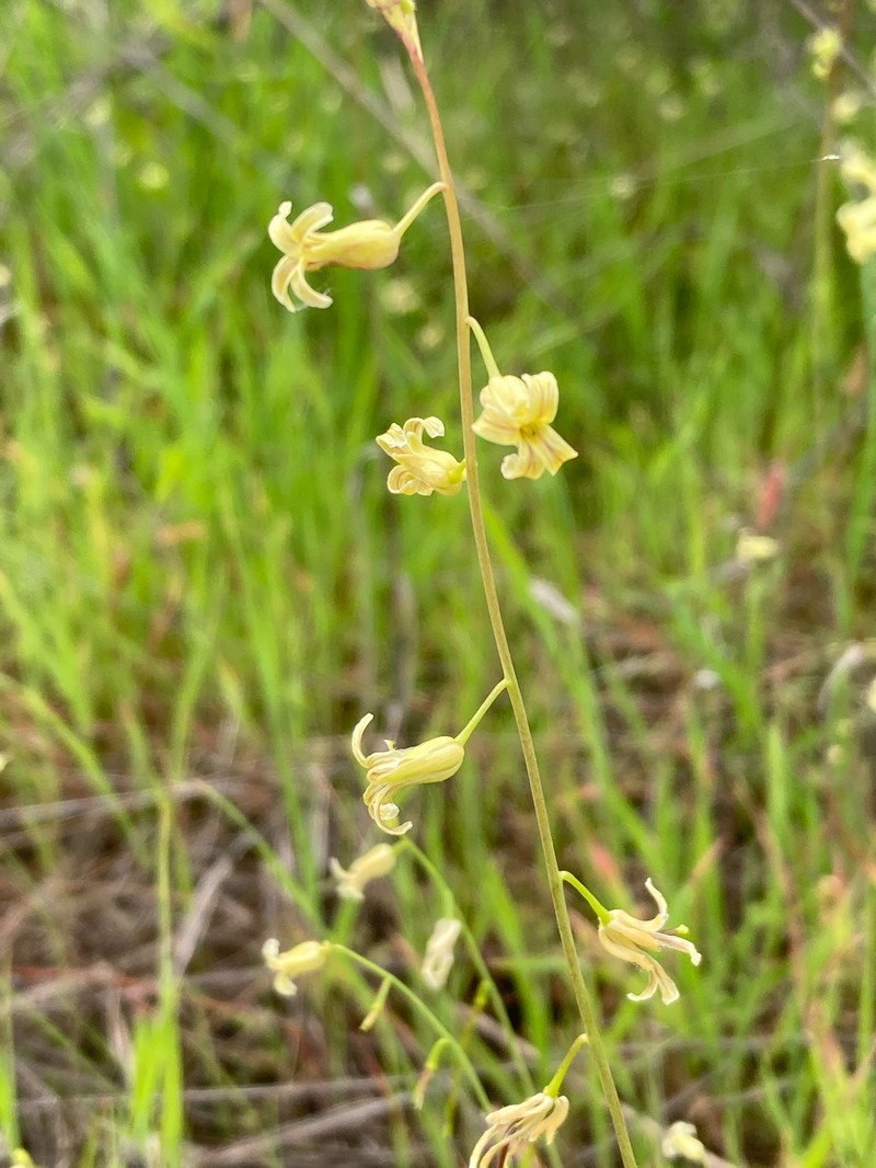 San Diego Wild Cabbage photo 3