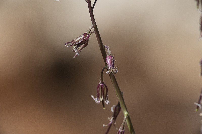 San Diego Wild Cabbage photo 4