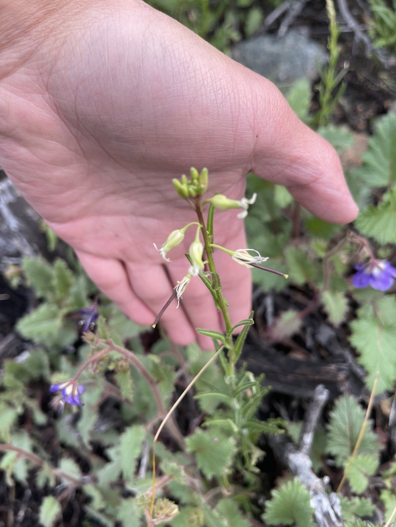 San Diego Wild Cabbage photo 5