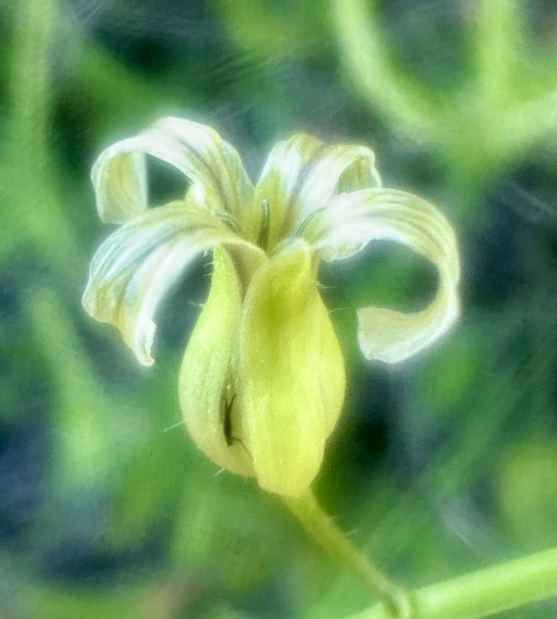 San Diego Wild Cabbage photo 7