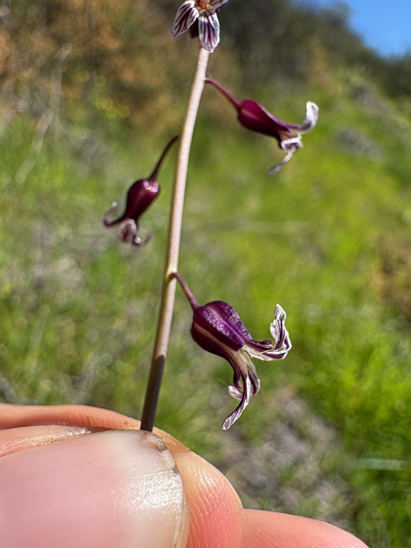 San Diego Wild Cabbage photo 8