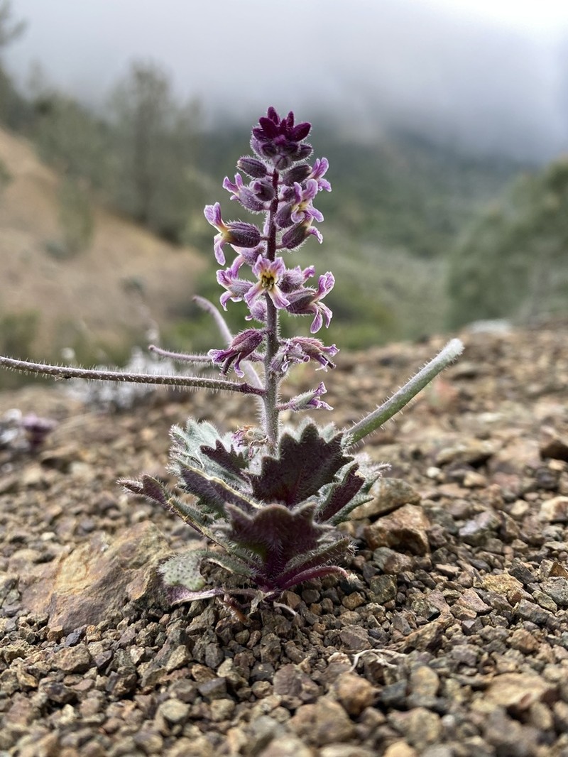 Mt. Diablo Jewelflower