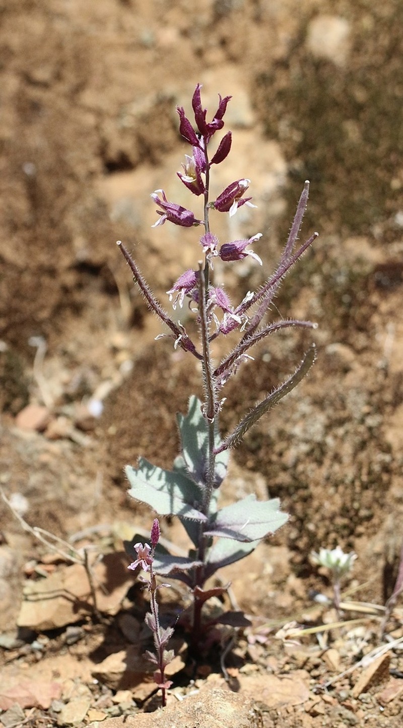 Mt. Diablo Jewelflower photo 2