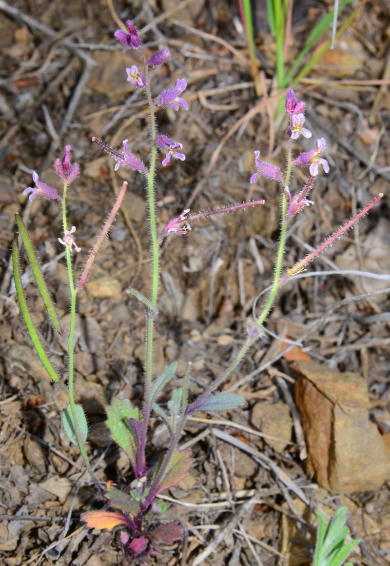 Mt. Diablo Jewelflower photo 3