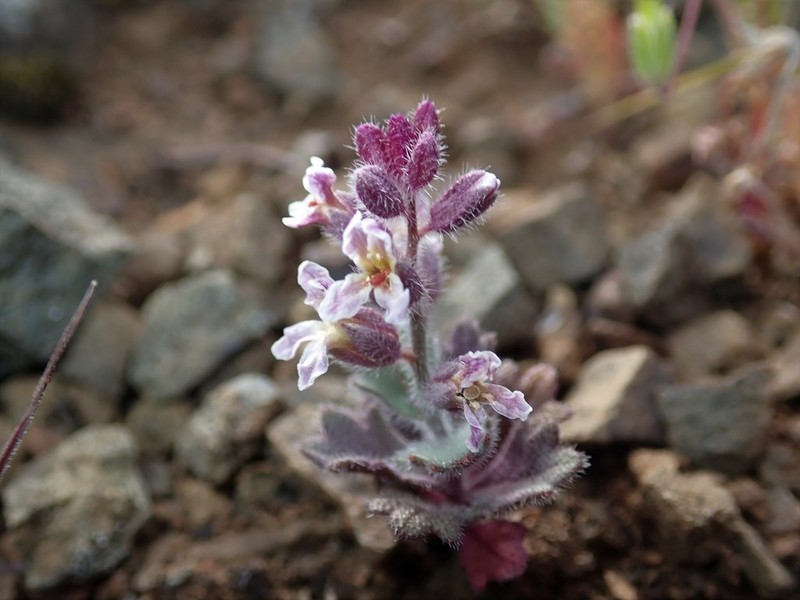 Mt. Diablo Jewelflower photo 4