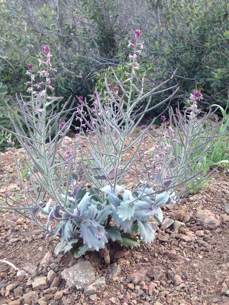 Mt. Diablo Jewelflower photo 5