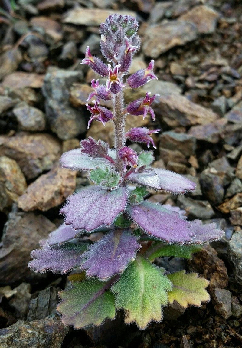 Mt. Diablo Jewelflower photo 6