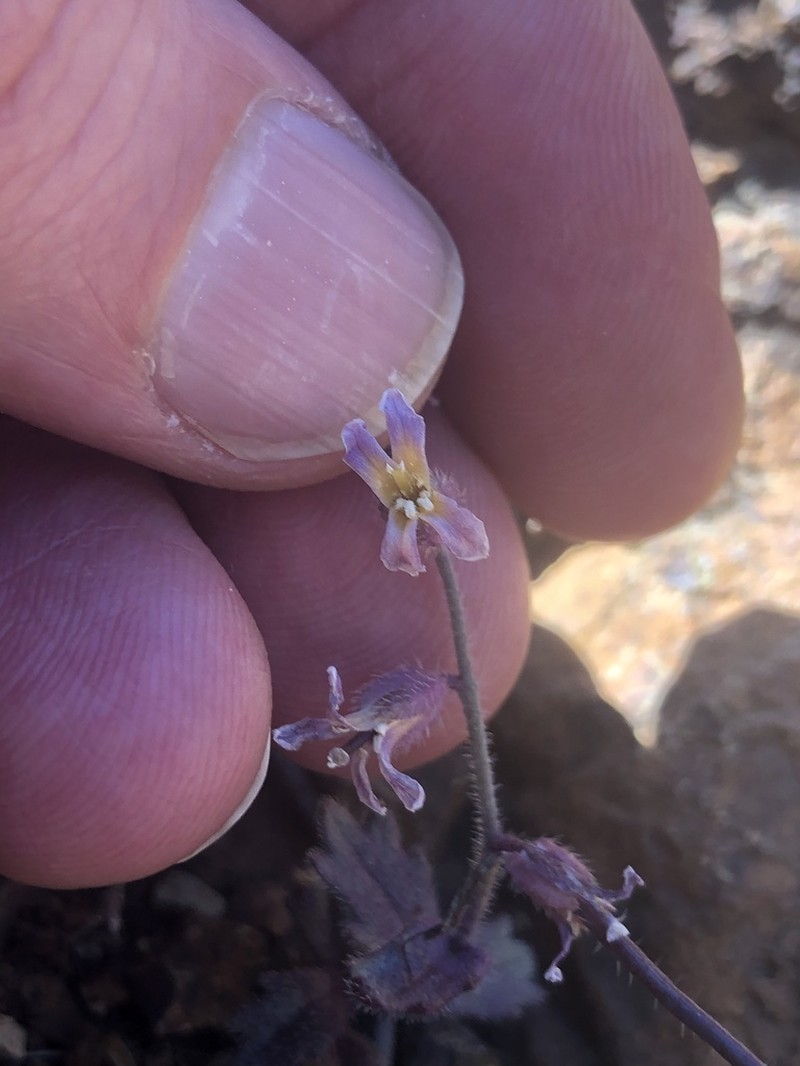 Mt. Diablo Jewelflower photo 7