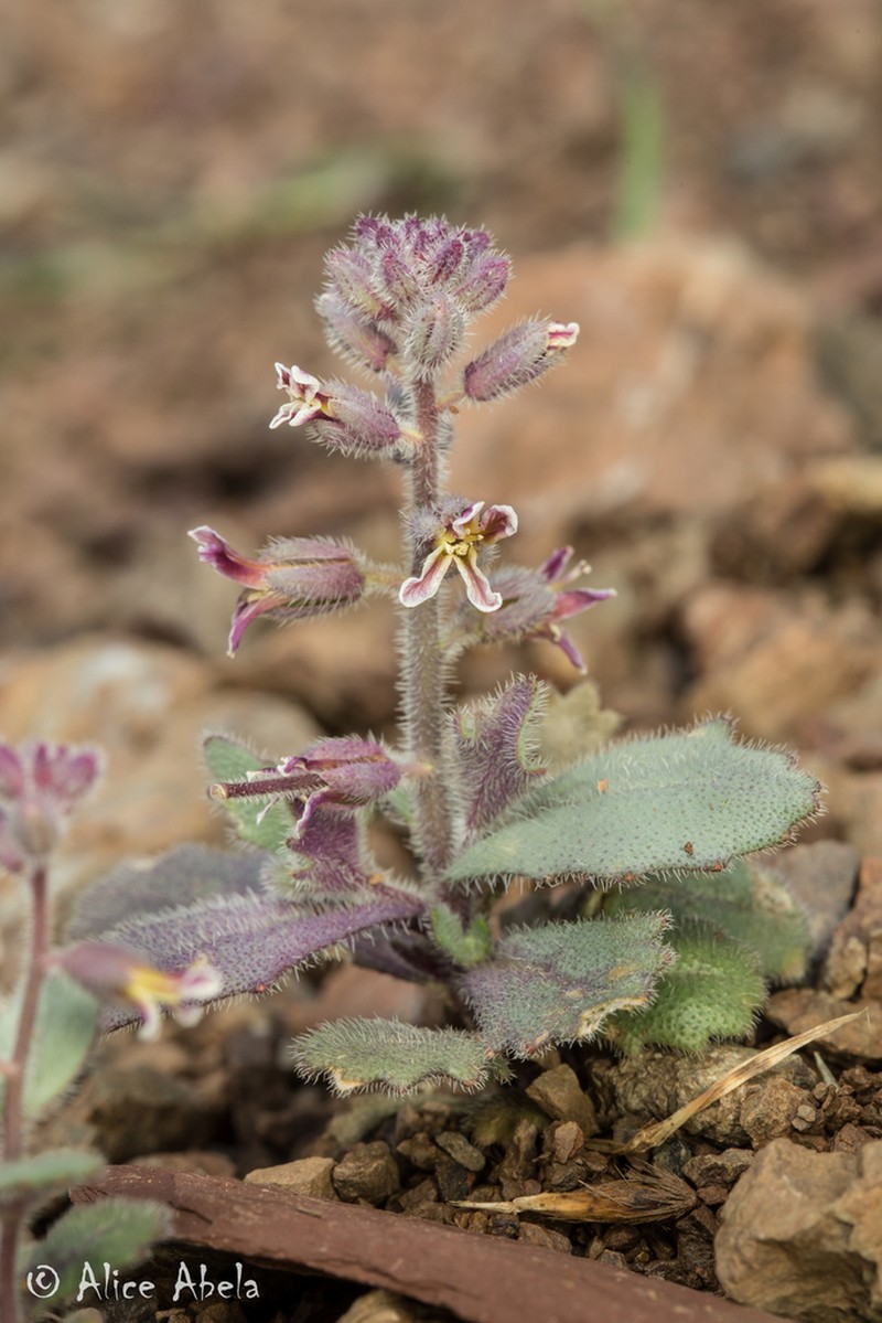 Mt. Diablo Jewelflower photo 8
