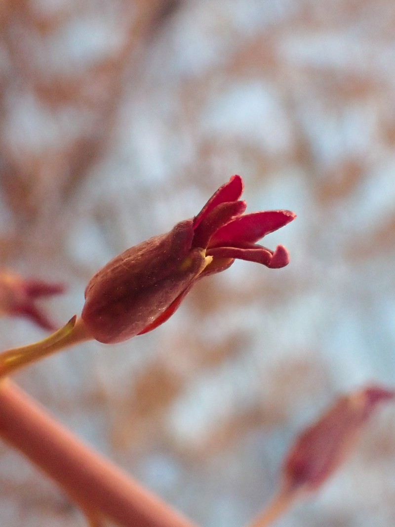 Howell's Jewelflower