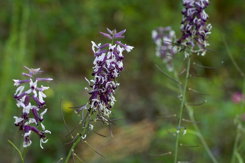 Smooth Jewelflower photo 2