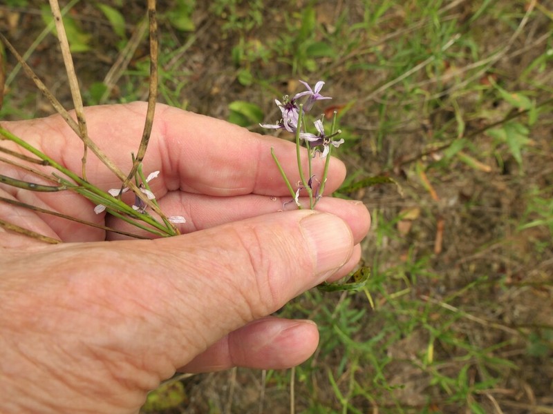 Smooth Jewelflower photo 3