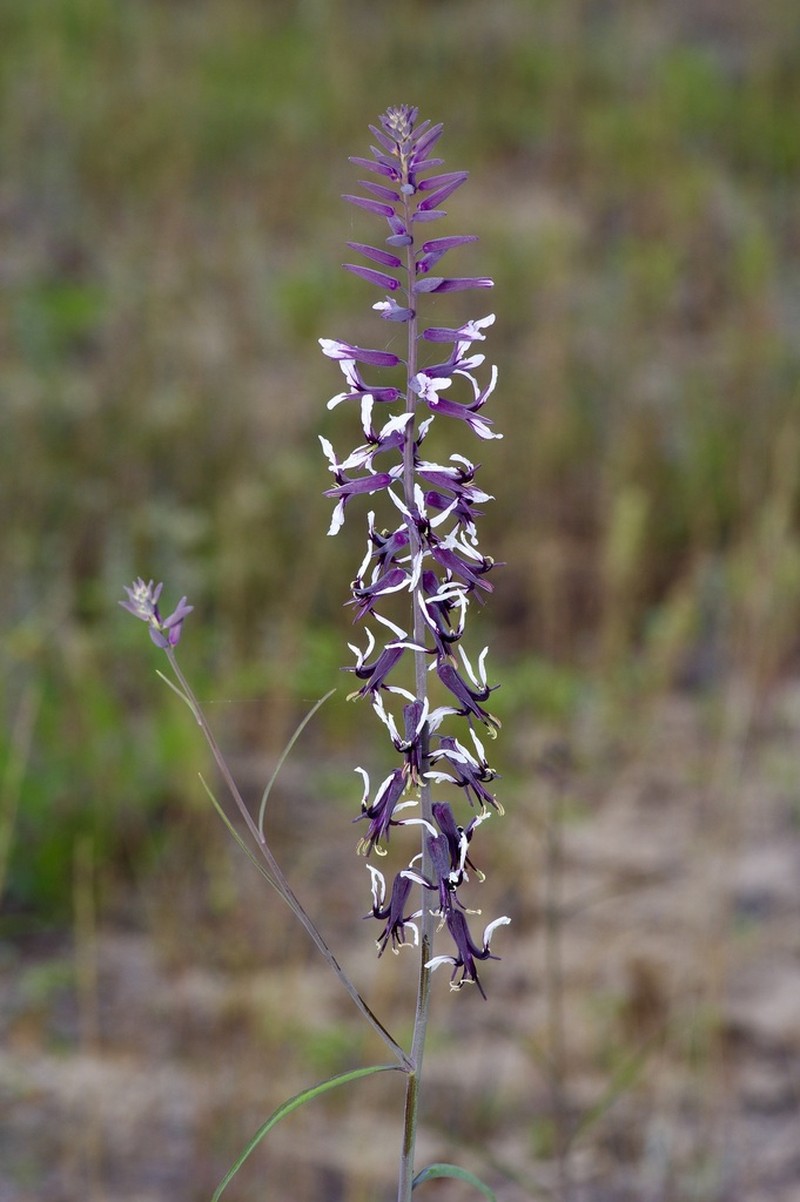 Smooth Jewelflower photo 4