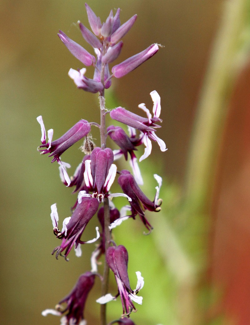 Smooth Jewelflower photo 5