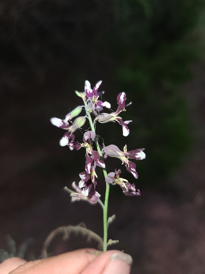 Smooth Jewelflower photo 6