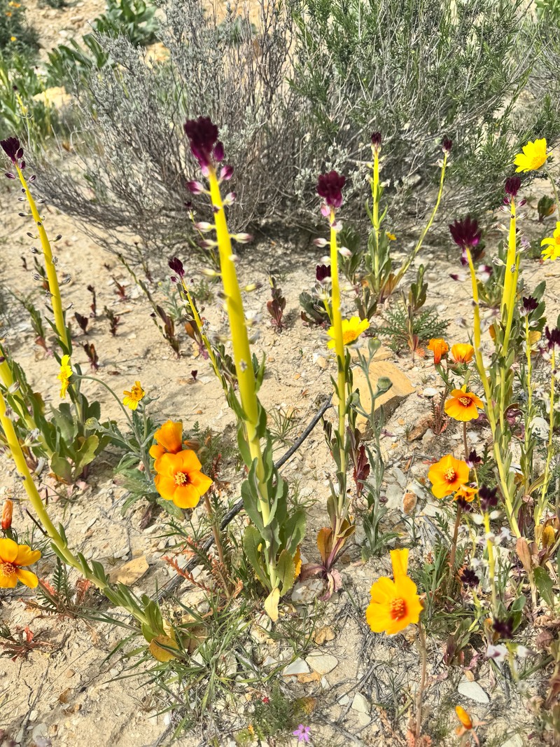 Desert Candle photo 6