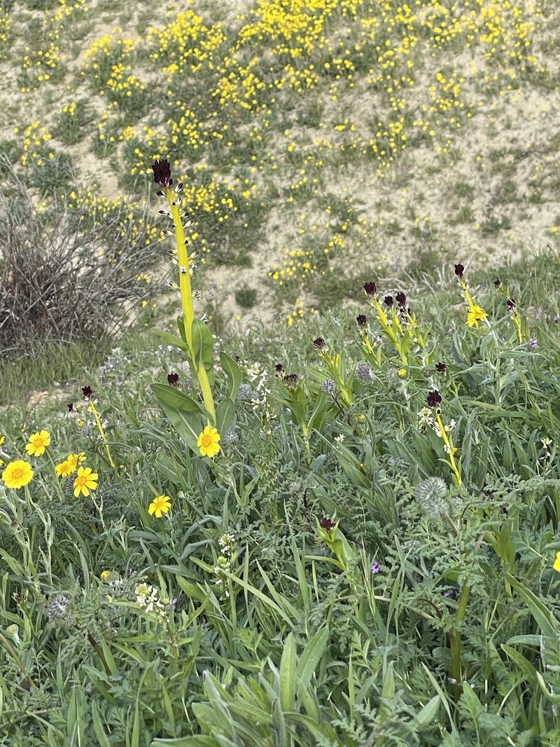 Desert Candle photo 7