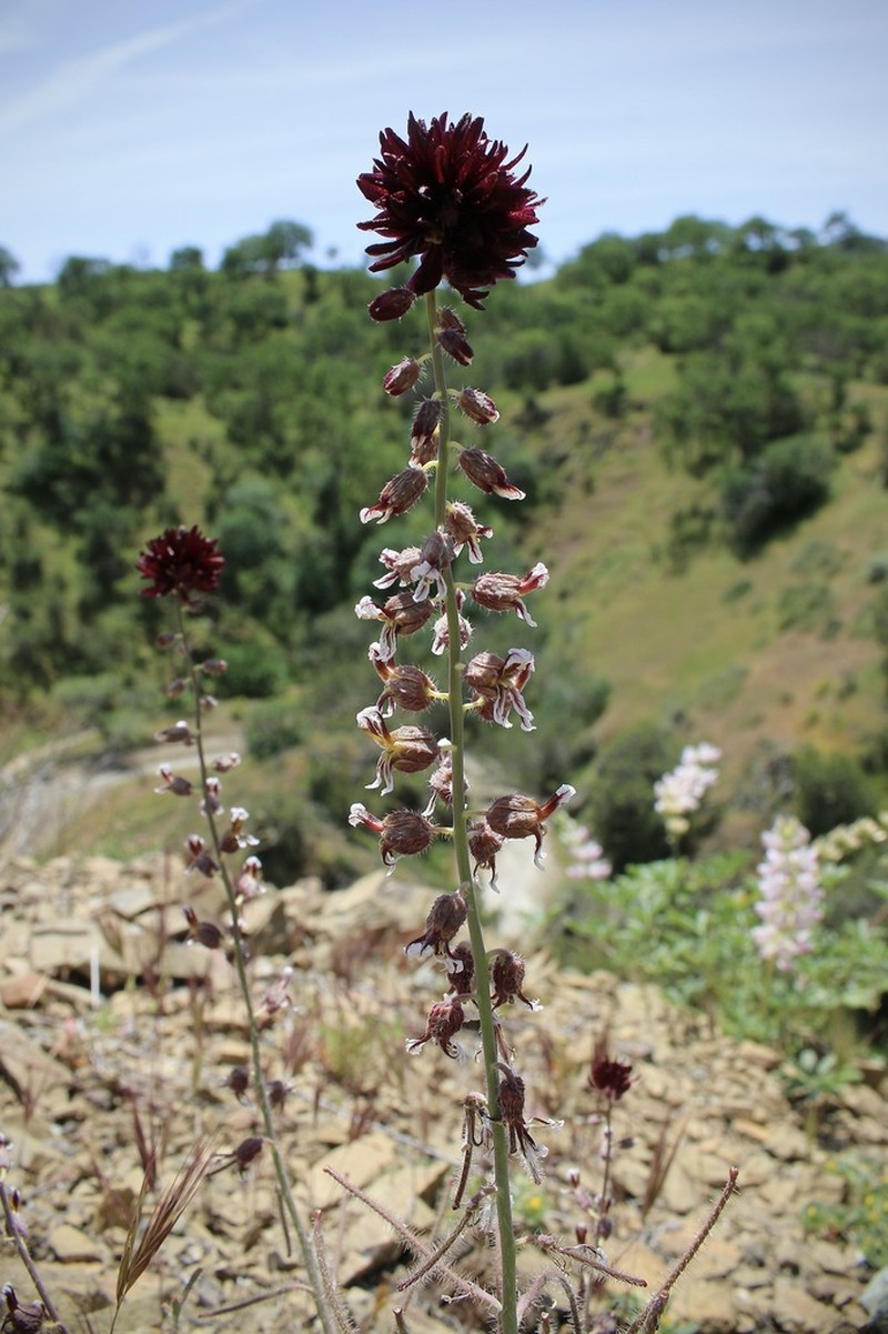 Plumed Jewelflower