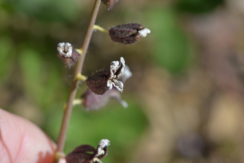 Plumed Jewelflower photo 2