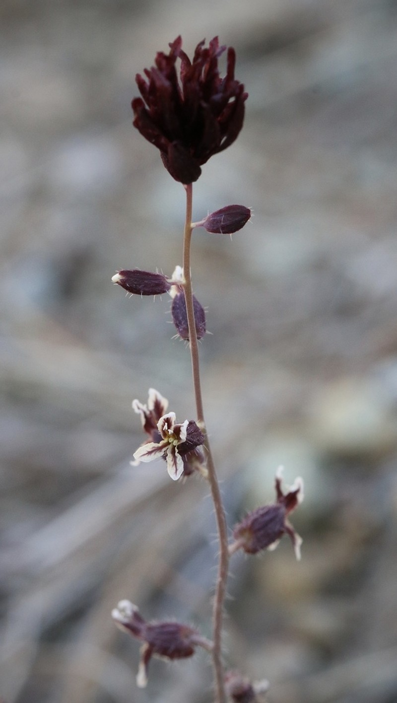 Plumed Jewelflower photo 6
