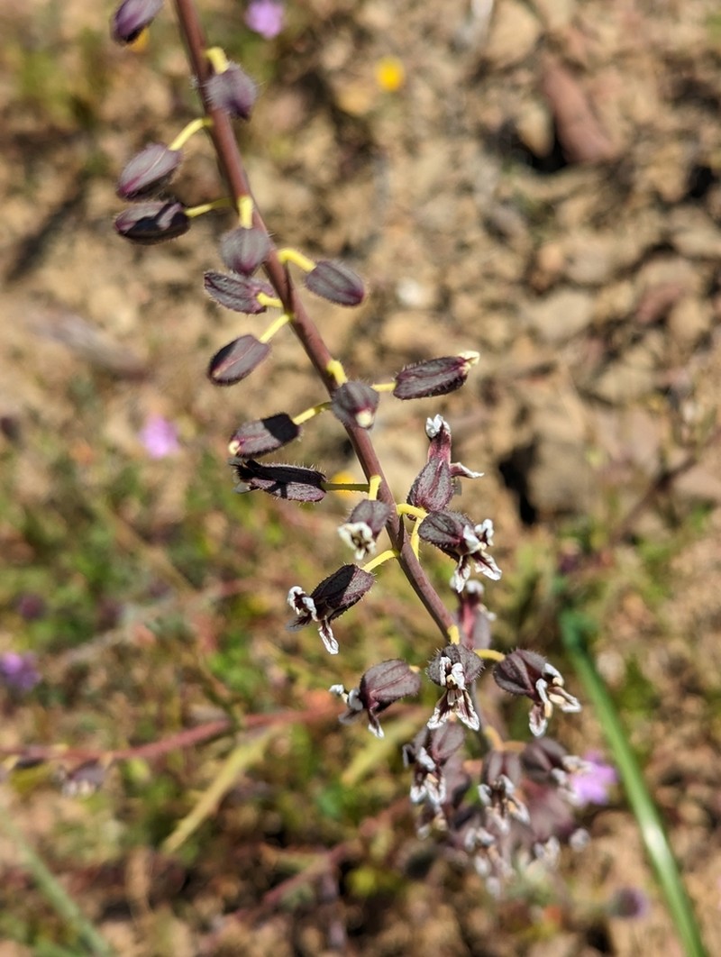 Plumed Jewelflower photo 7
