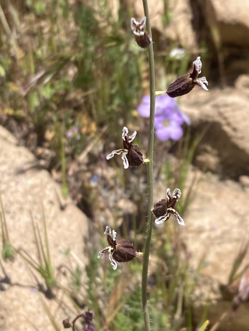 Plumed Jewelflower photo 8