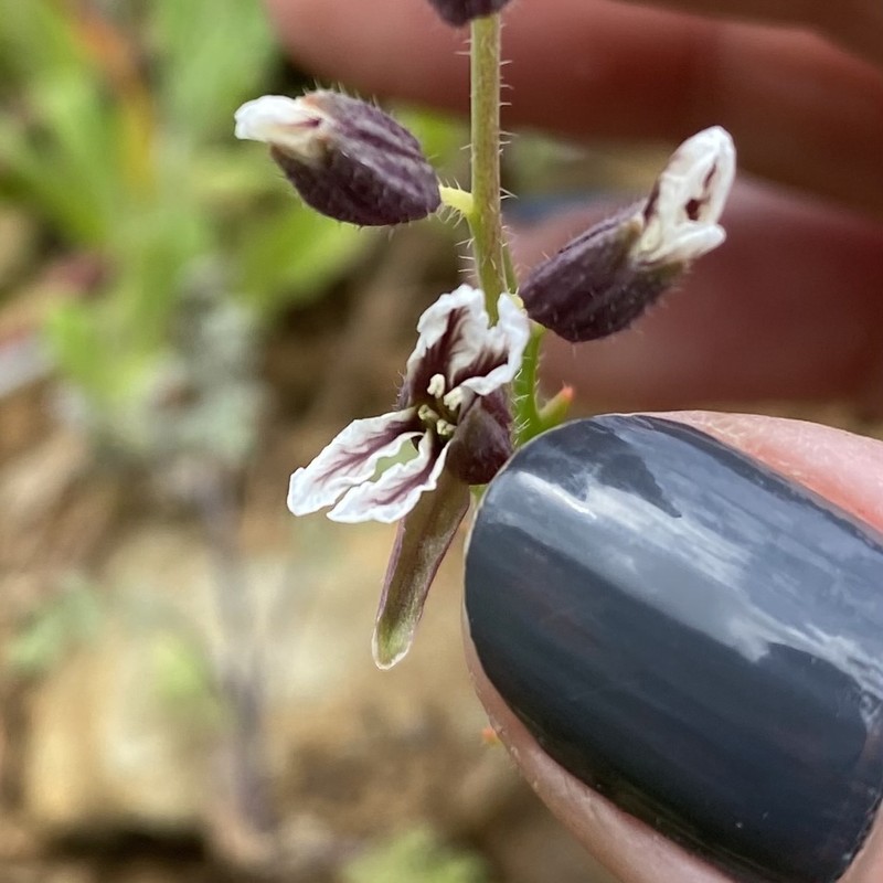 Streptanthus insignis subsp. insignis