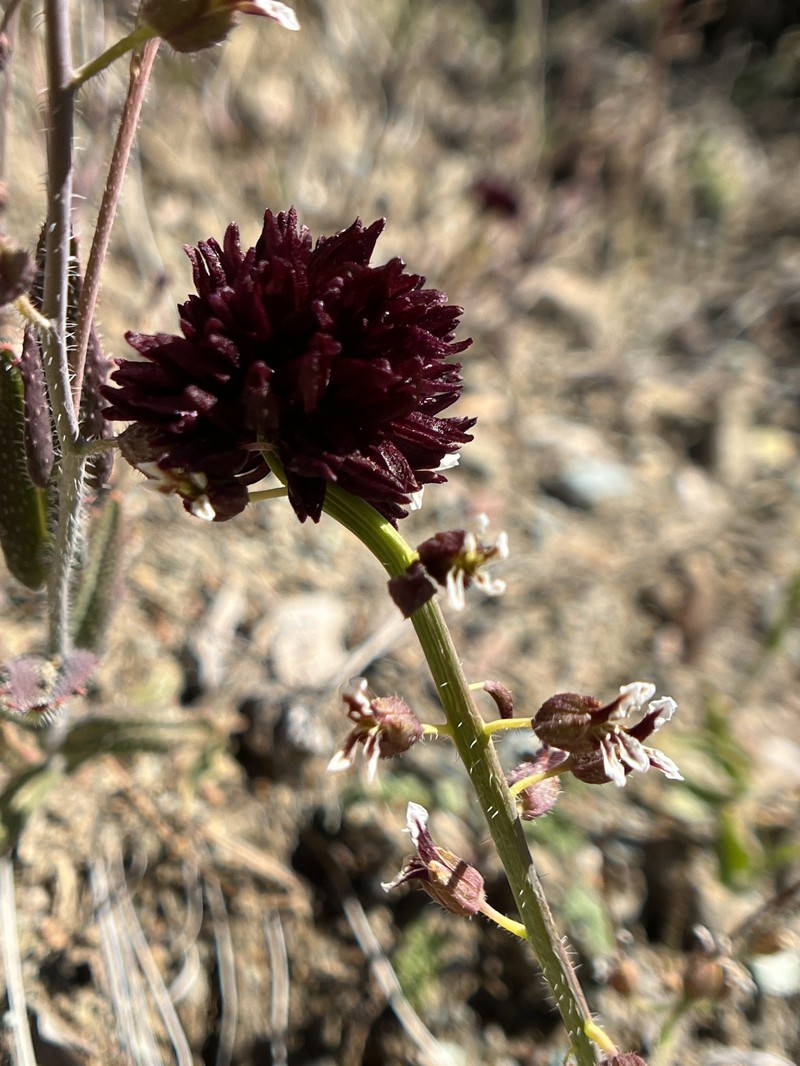Streptanthus insignis subsp. insignis photo 2