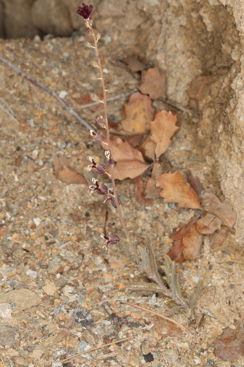 Streptanthus insignis subsp. insignis photo 3