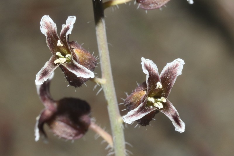 Streptanthus insignis subsp. insignis photo 4