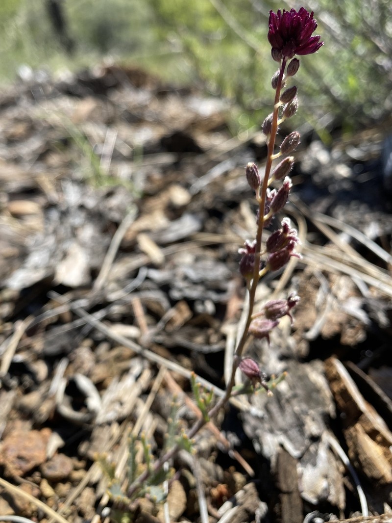 Streptanthus insignis subsp. insignis photo 5