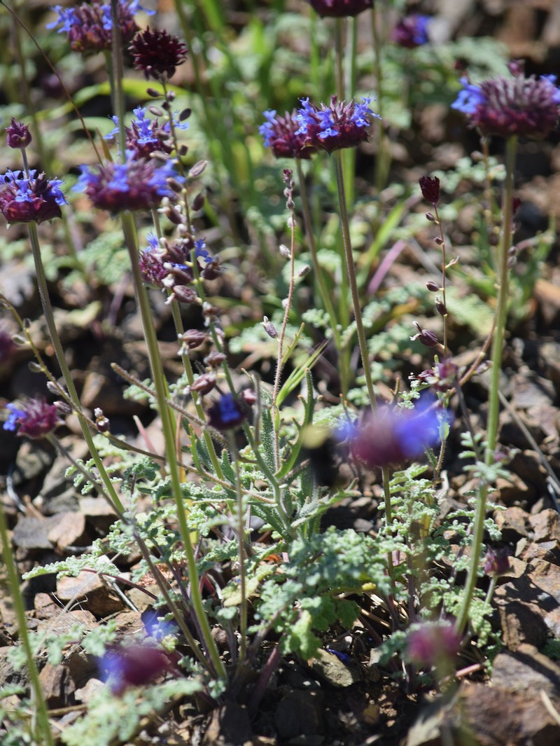 Streptanthus insignis subsp. insignis photo 6