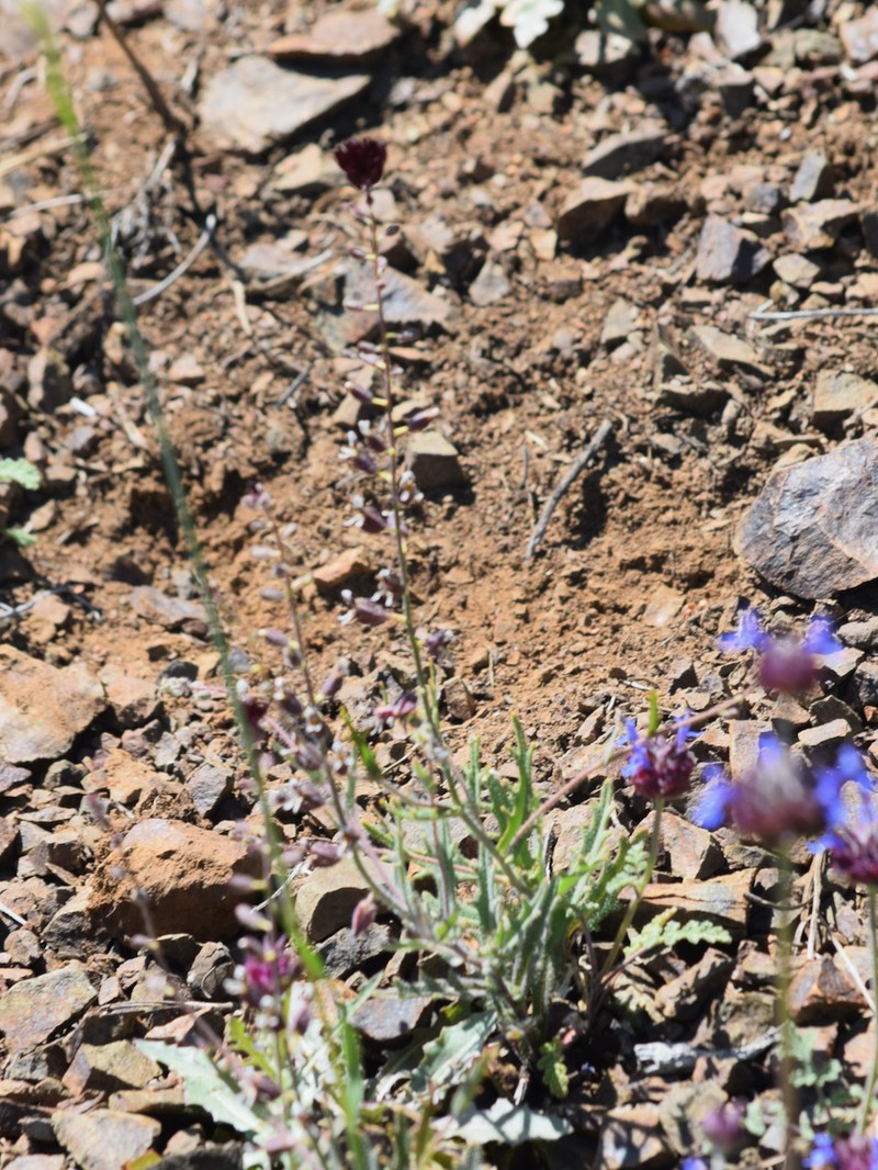 Streptanthus insignis subsp. insignis photo 7