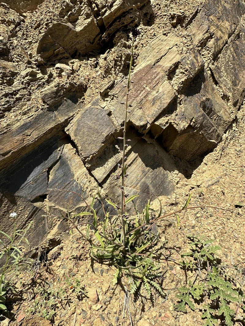 Streptanthus insignis subsp. insignis photo 8