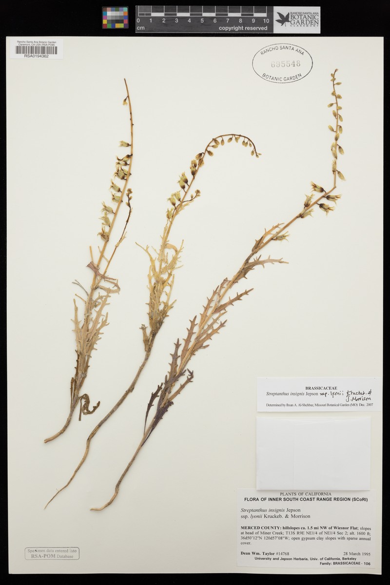 Streptanthus insignis subsp. lyonii