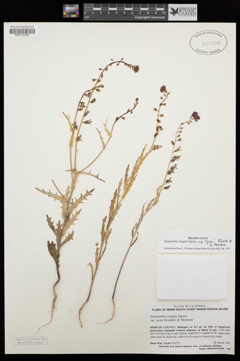 Streptanthus insignis subsp. lyonii photo 2