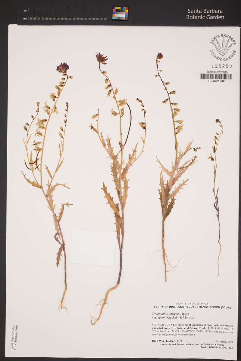 Streptanthus insignis subsp. lyonii photo 3