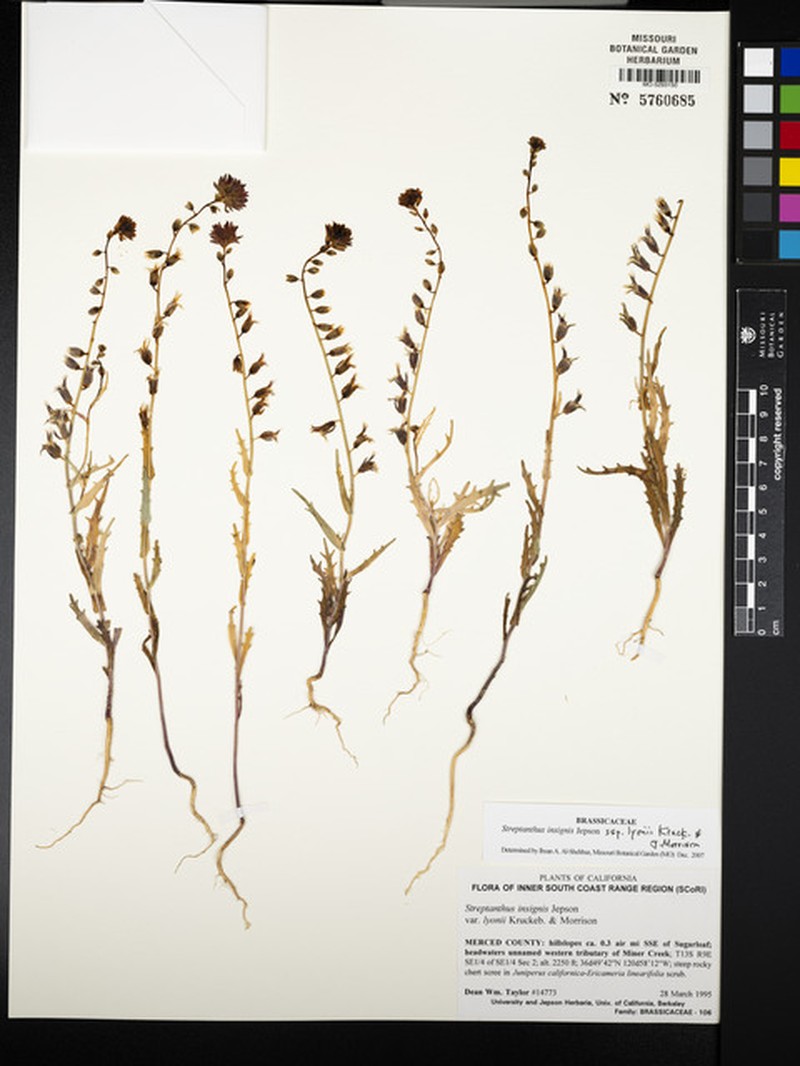 Streptanthus insignis subsp. lyonii photo 4