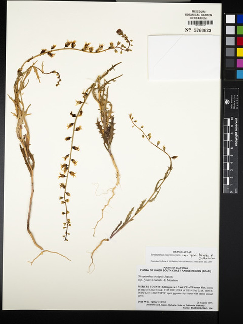 Streptanthus insignis subsp. lyonii photo 5