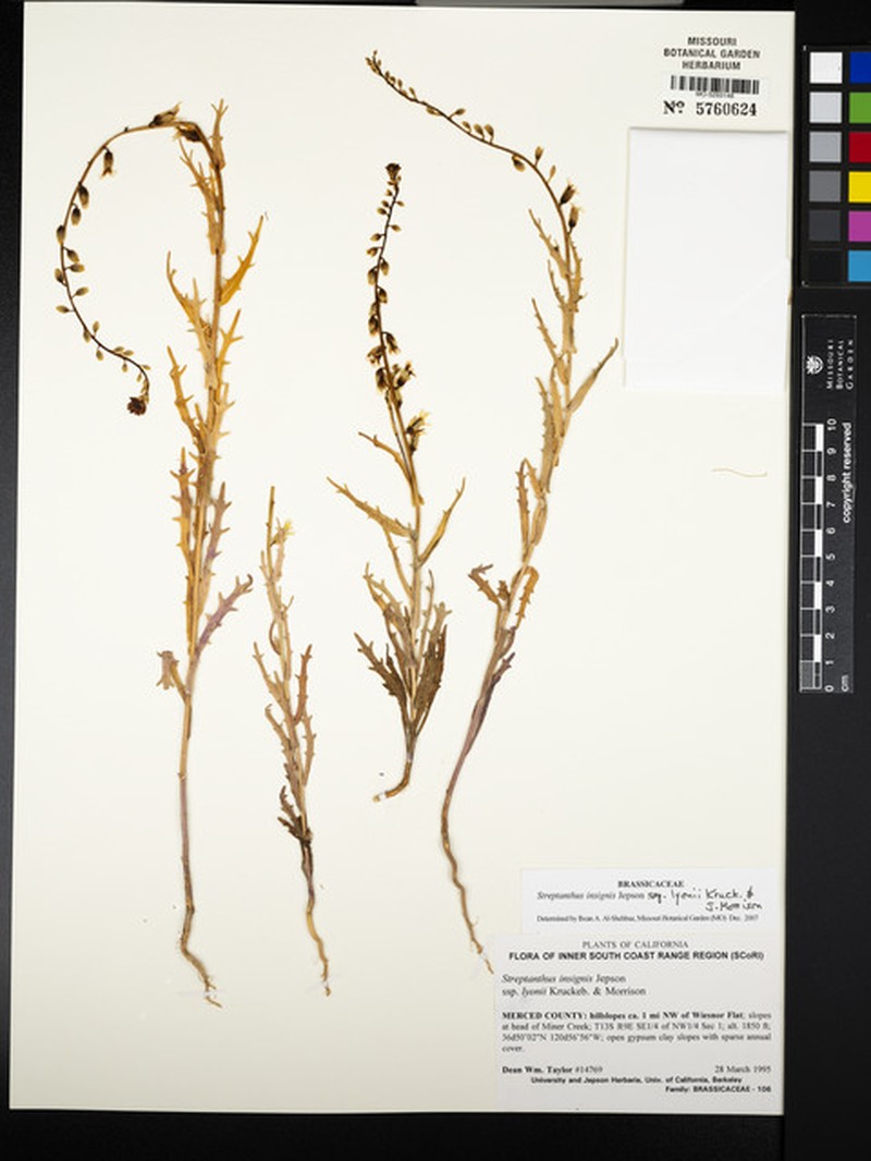 Streptanthus insignis subsp. lyonii photo 6