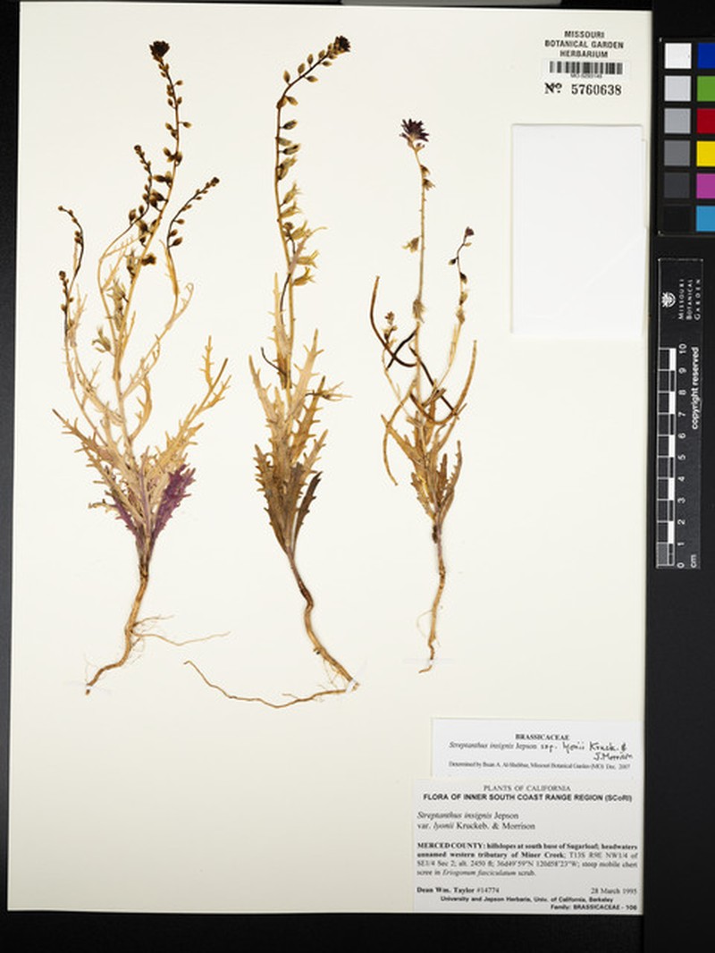 Streptanthus insignis subsp. lyonii photo 7