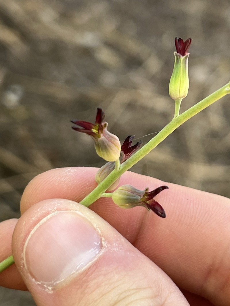 Streptanthus juneae