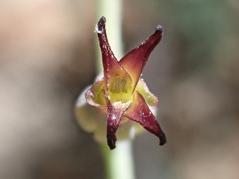 Streptanthus juneae photo 2