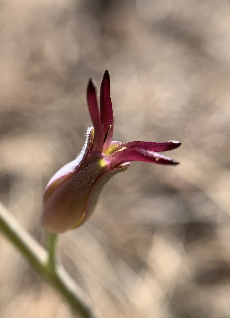 Streptanthus juneae photo 3
