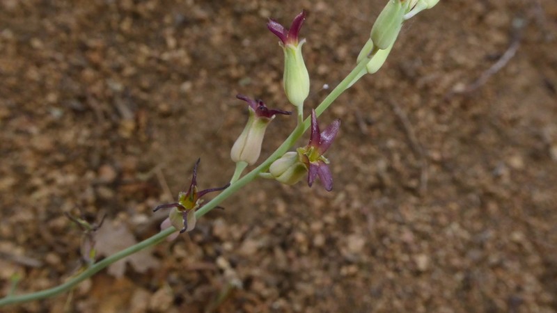 Streptanthus juneae photo 4